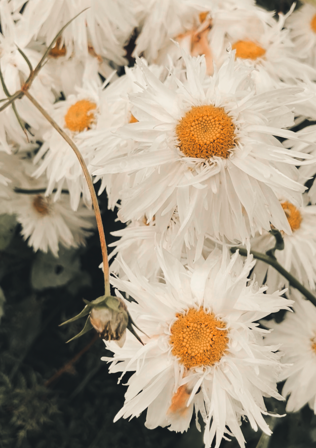 Storhvitkrage ‘Victorian Secret’