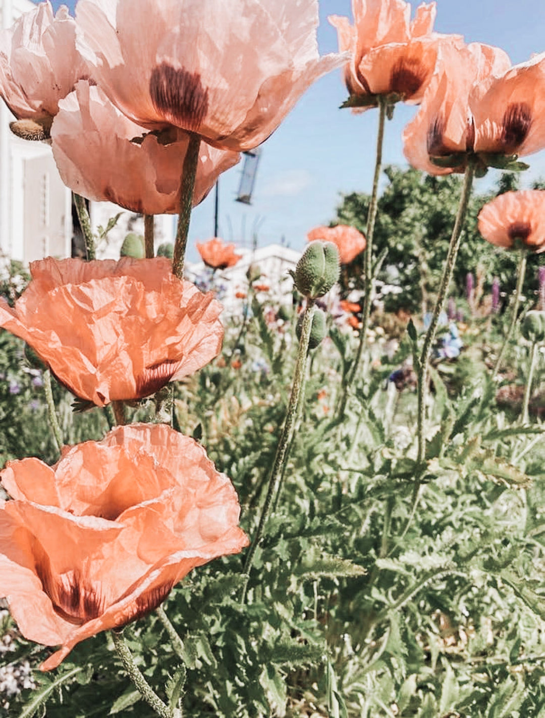 Orientalvalmue ‘Salmon Glow’