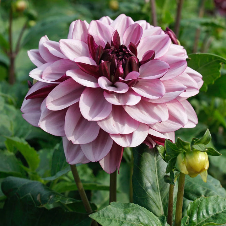 FORHÅNDSBESTILL - Dahlia ‘Crème de Cassis’