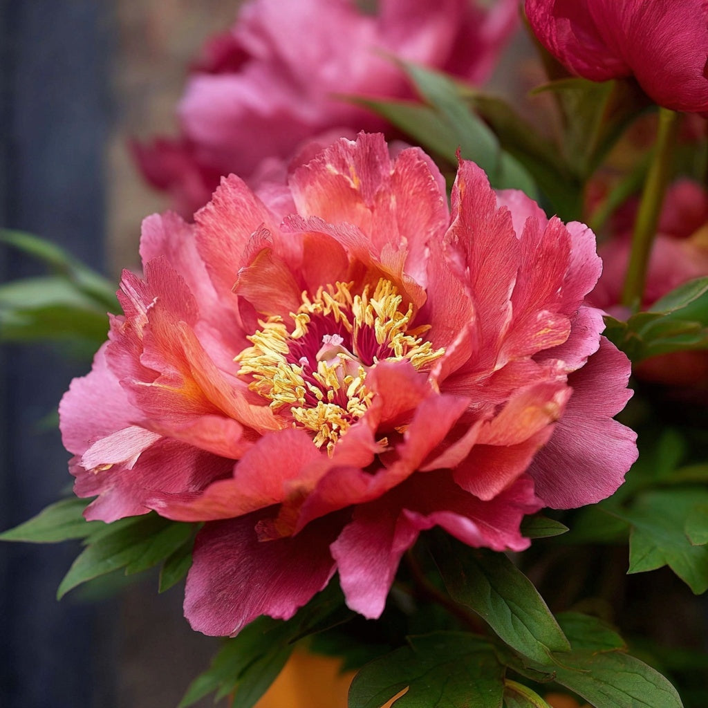 Paeonia Itoh Hillary