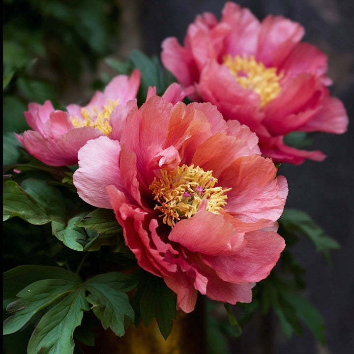 Paeonia Itoh Hillary