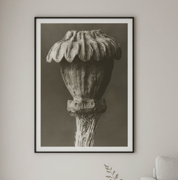 Blossfeldt art print - 50x70 cm / Papaver orientale (uten ramme)