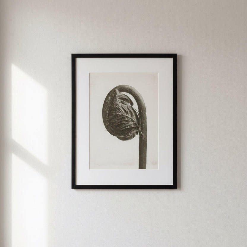 Blossfeldt art print - 30x40 cm / Osmunda regalis (uten ramme)