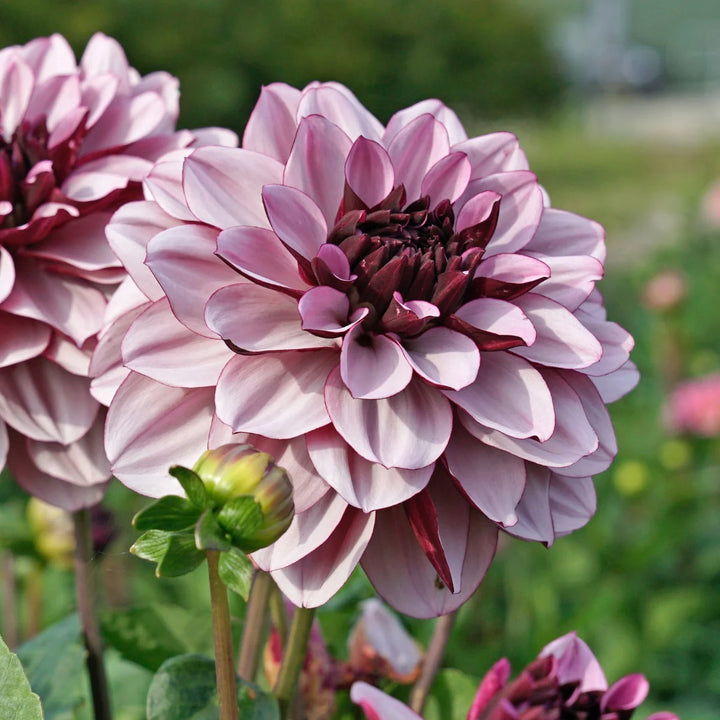 FORHÅNDSBESTILL - Dahlia ‘Crème de Cassis’