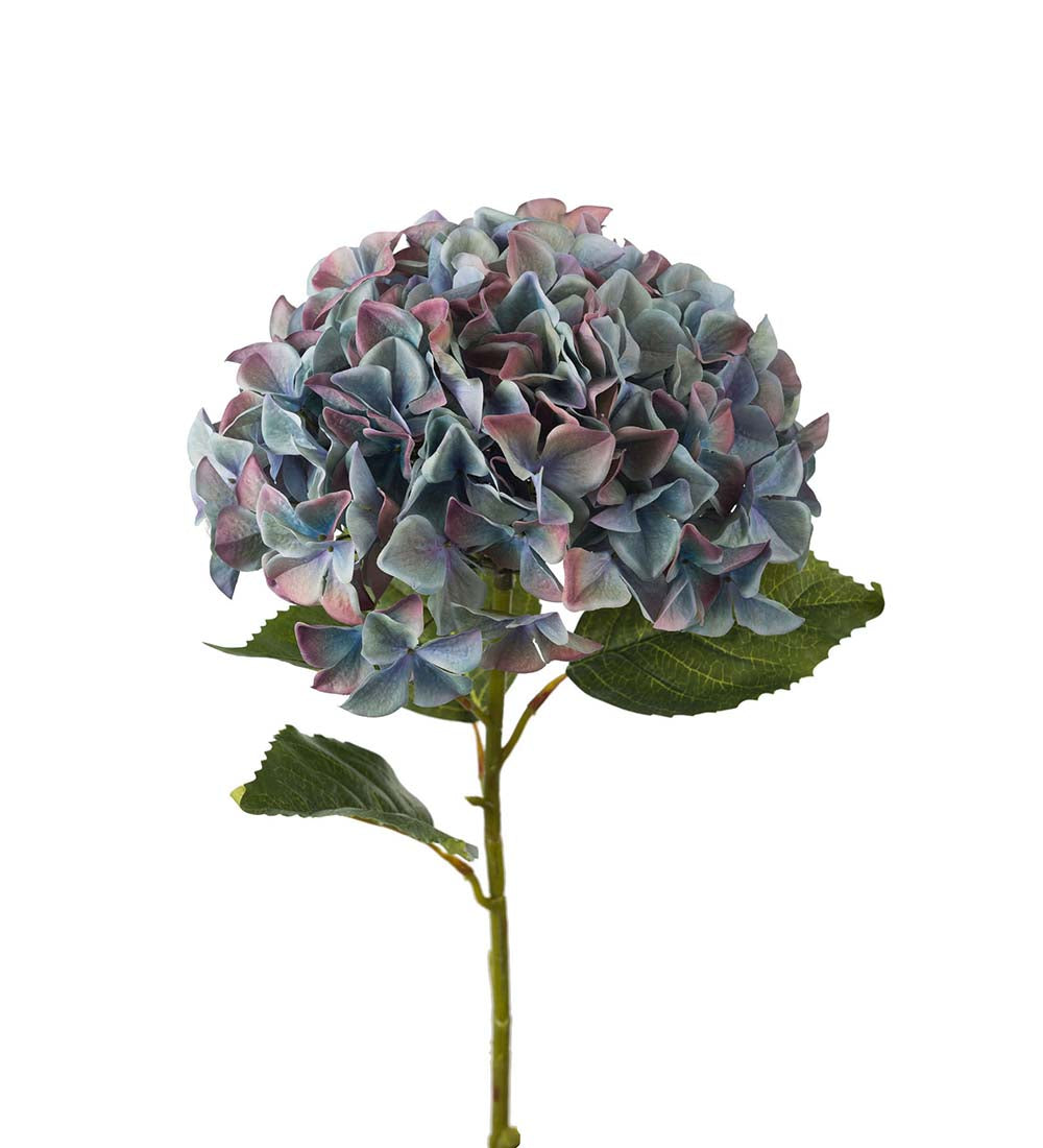 Hortensia