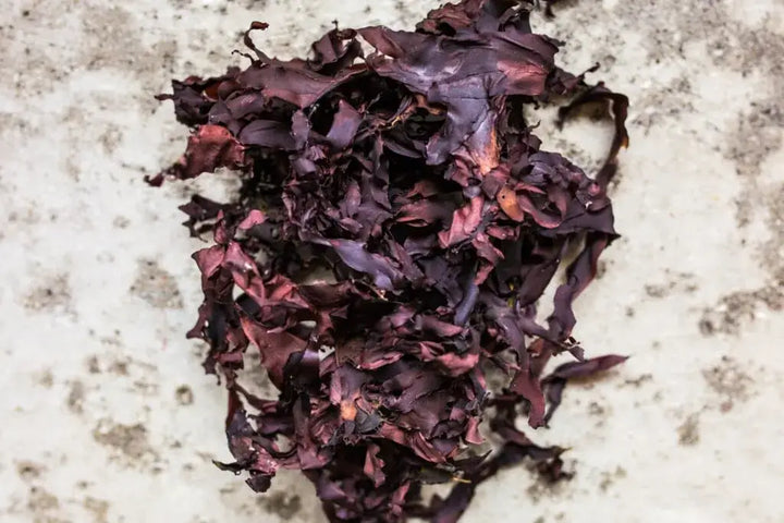 Økologisk Tørket Dulse – Lofoten