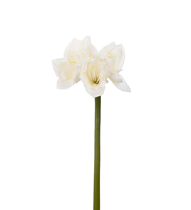 Amaryllis 60 cm – kremhvit