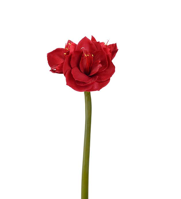 Amaryllis 60 cm – rød
