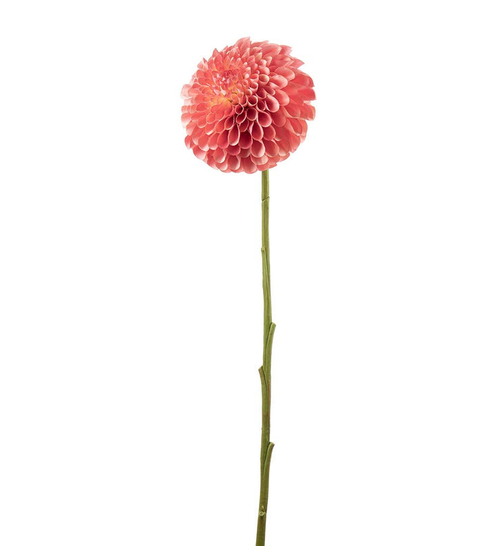 Dahlia – Mørk Fersken