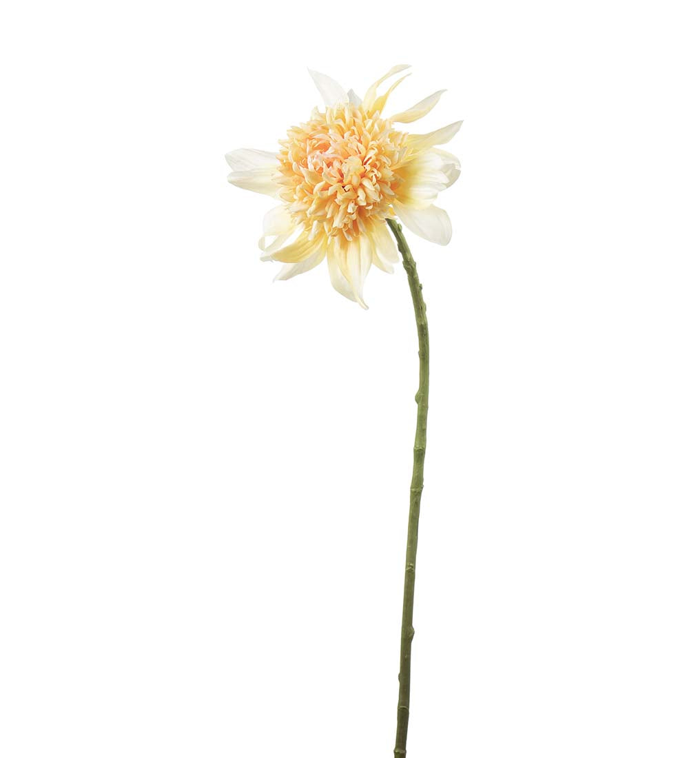 Dahlia – Cream