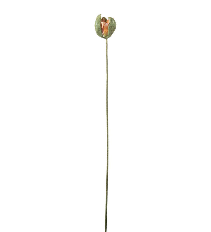Valmueknopp
