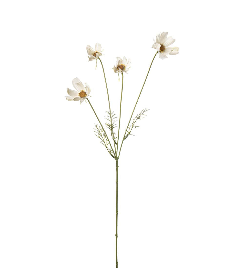 Cosmos 60 cm