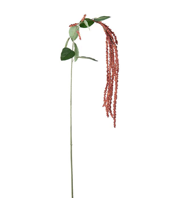 Amaranthus 105 cm