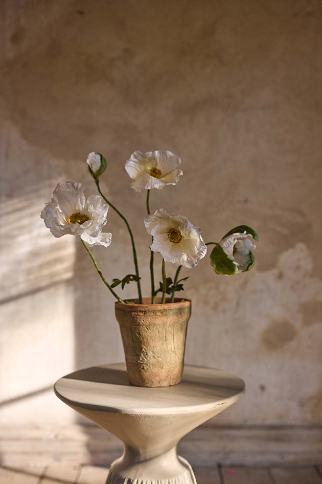 Valmue i potte - Cream