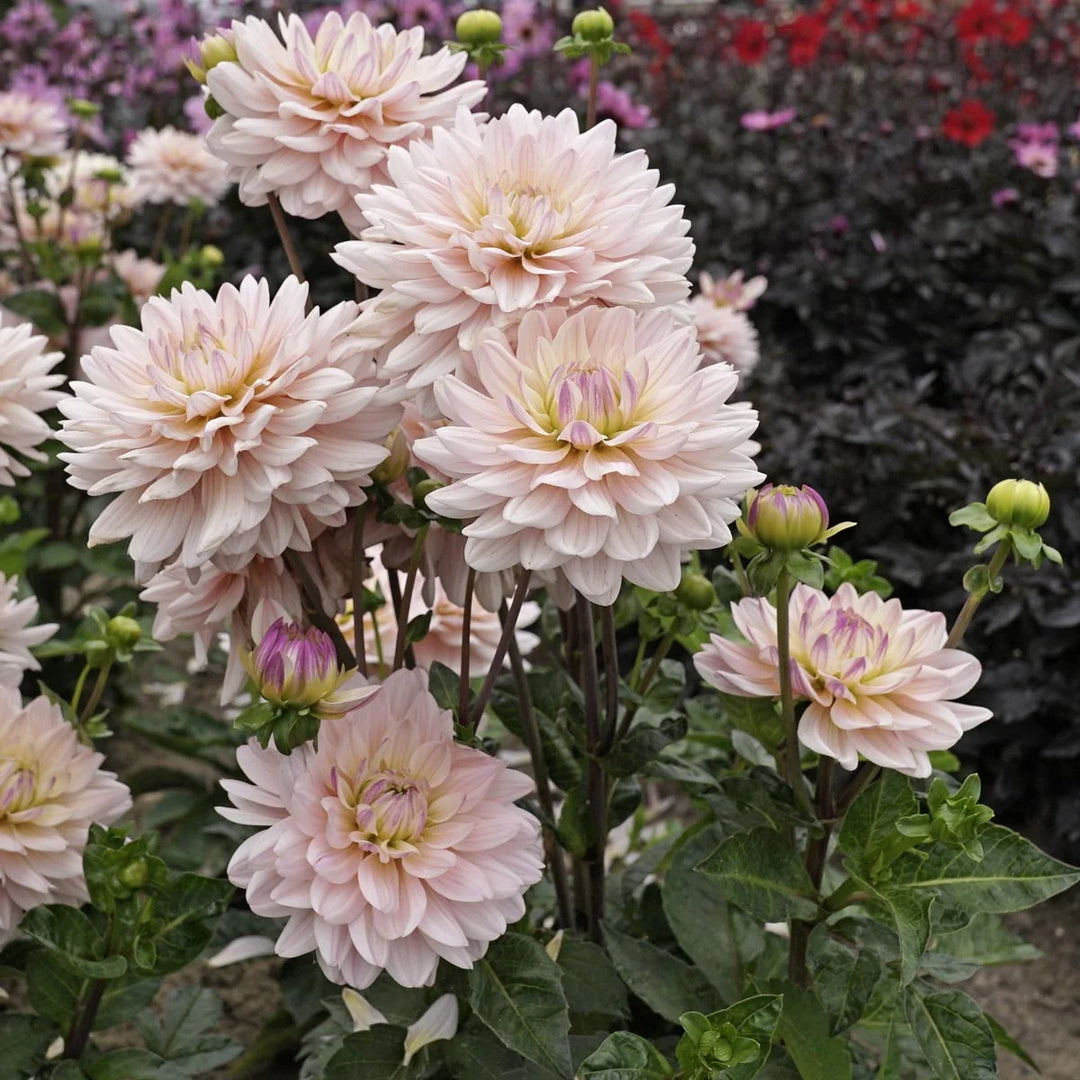 FORHÅNDSBESTILL - Dahlia ‘Diana’s Memory’