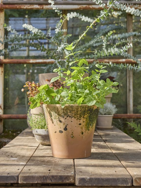 CAROLA – Patina - Ø 26 cm