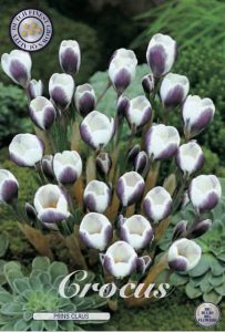 Krokus 'Prins Claus – 10 blomsterløk