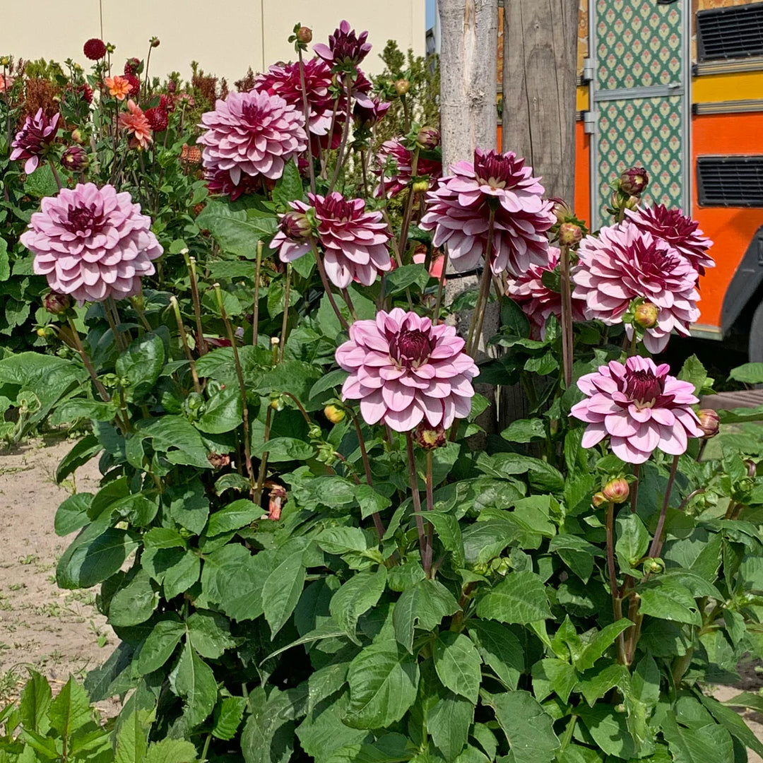 FORHÅNDSBESTILL - Dahlia ‘Crème de Cassis’