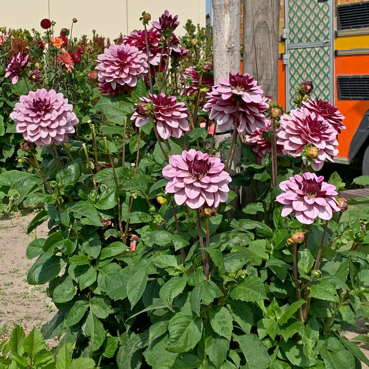 FORHÅNDSBESTILL - Dahlia ‘Crème de Cassis’