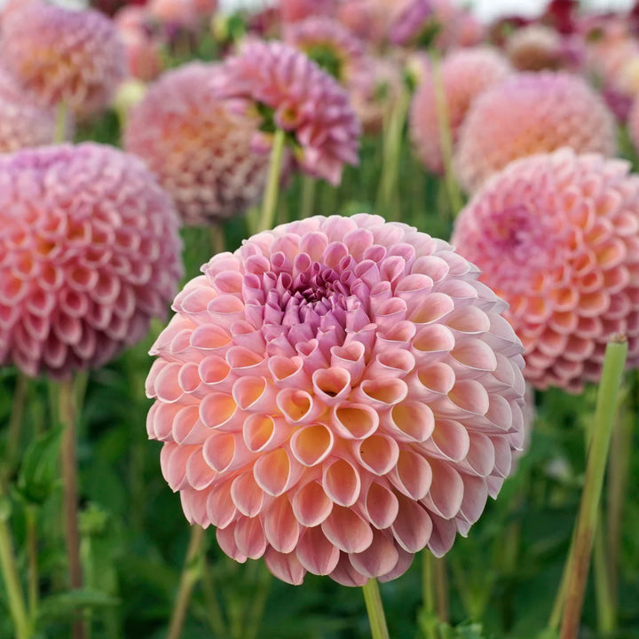 FORHÅNDSBESTILL - Dahlia 'Jowey Winnie'