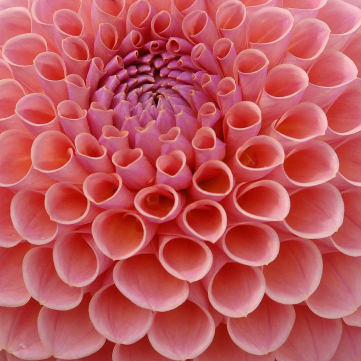 FORHÅNDSBESTILL - Dahlia 'Jowey Winnie'