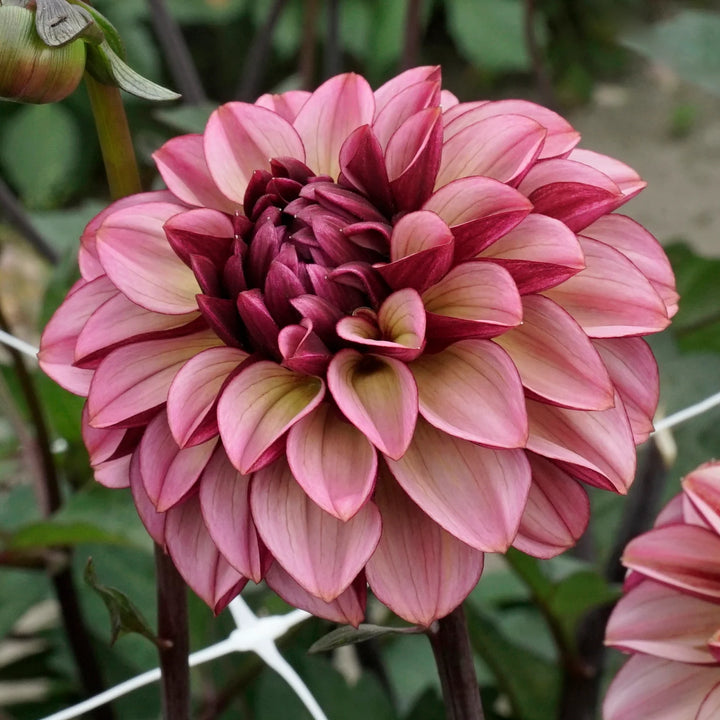 FORHÅNDSBESTILL - Dahlia Senior’s Hope