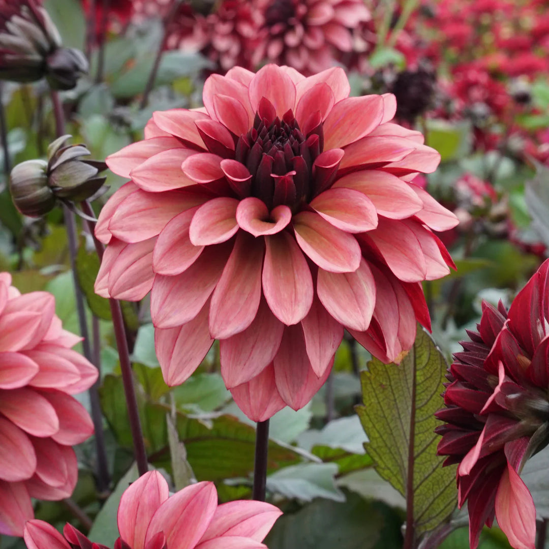 FORHÅNDSBESTILL - Dahlia ‘Night Silence’