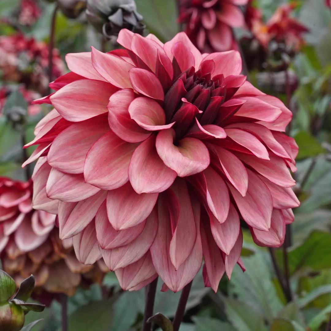 FORHÅNDSBESTILL - Dahlia ‘Night Silence’
