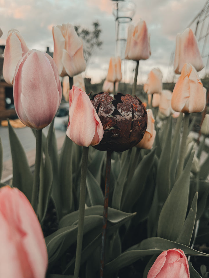 Forhåndsbestilling Tulipan 'Salmon van Eijk' – 5 blomsterløk