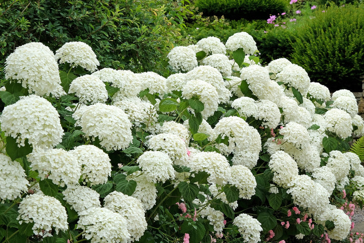 Hydrangea ‘Annabelle’