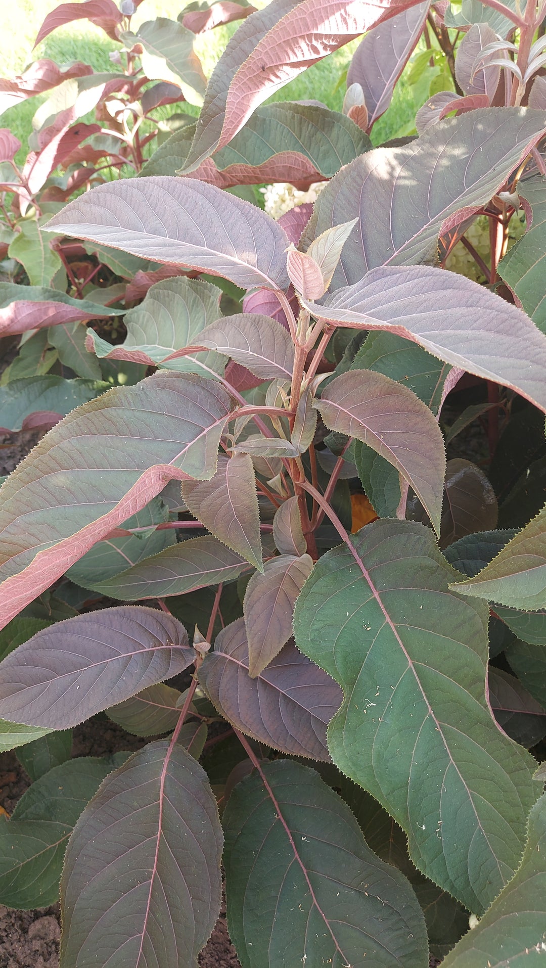 FORHÅNDSBESTILL - Hydrangea ‘Hot Chocolate’