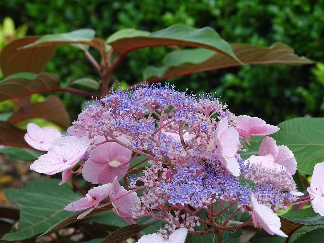 FORHÅNDSBESTILL - Hydrangea ‘Hot Chocolate’
