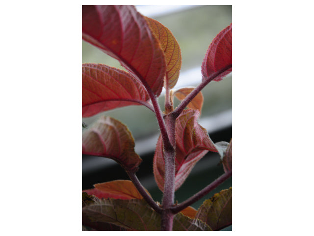 FORHÅNDSBESTILL - Hydrangea ‘Hot Chocolate’