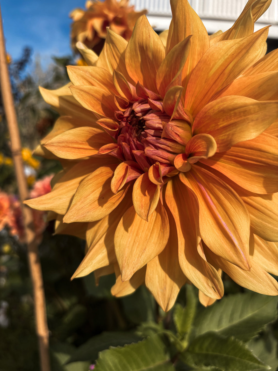 FORHÅNDSBESTILL - Dahlia ‘Great Hercules’