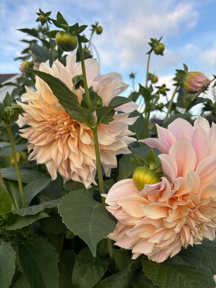 FORHÅNDSBESTILL - Dahlia ‘Café au Lait’