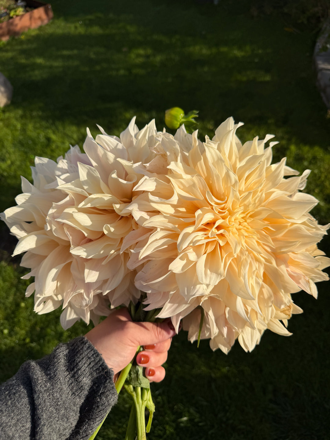 FORHÅNDSBESTILL - Dahlia ‘Café au Lait’