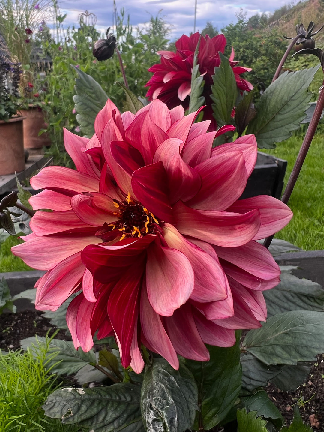 FORHÅNDSBESTILL - Dahlia ‘Night Silence’