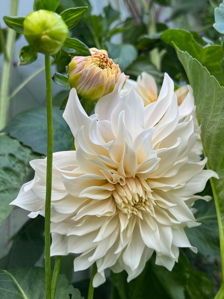 FORHÅNDSBESTILL - Dahlia ‘Café au Lait’