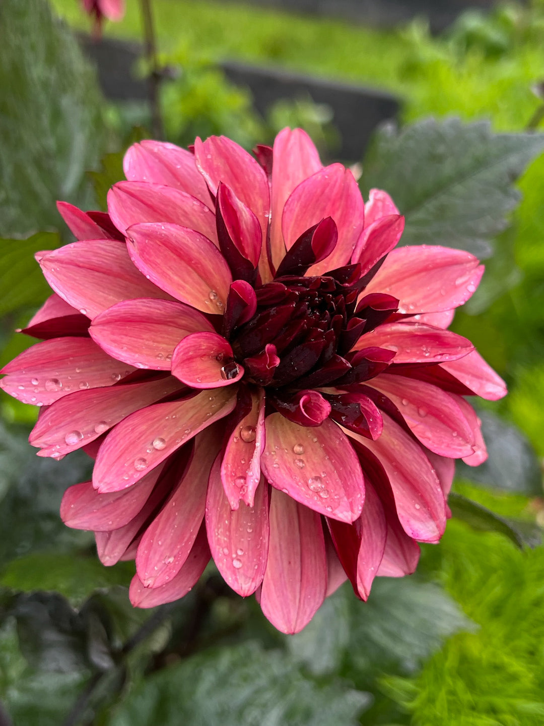 FORHÅNDSBESTILL - Dahlia ‘Night Silence’