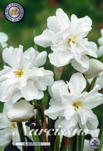 Påskelilje Narcissus 'Albo Plenus’  – 5 blomsterløk