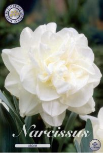Påskelilje Narcissus 'Obdam’  – 5 blomsterløk