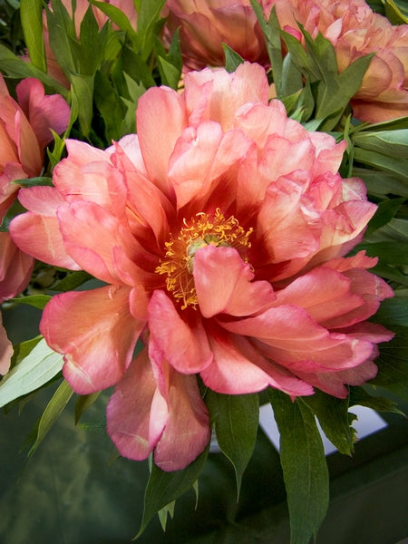 Paeonia Itoh Hillary