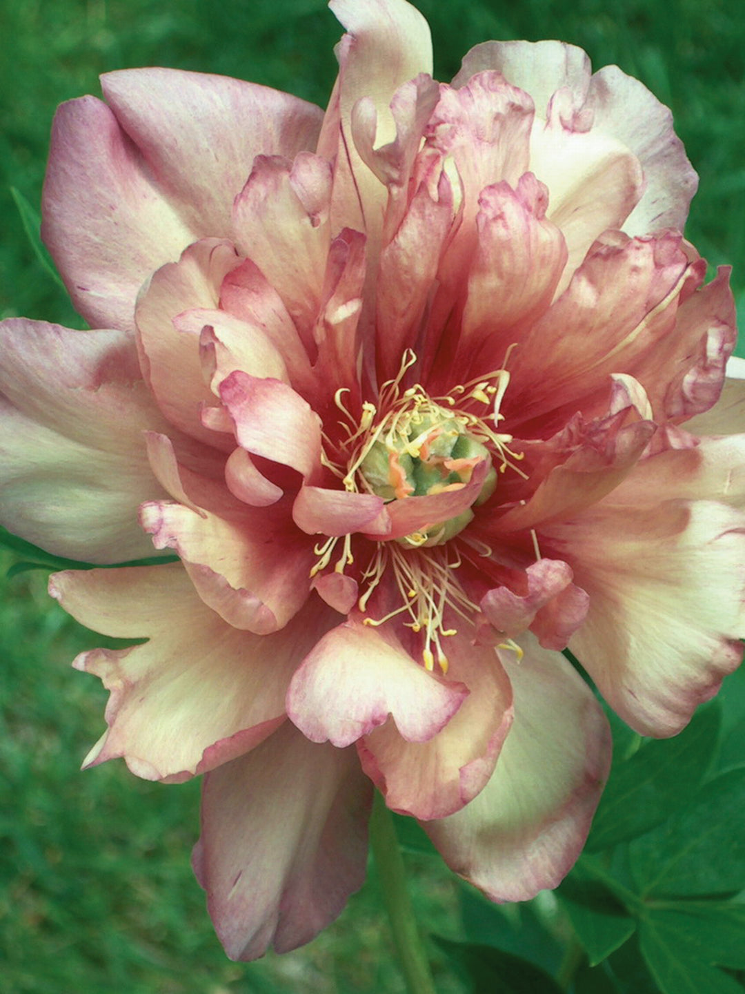 FORHÅNDSBESTILL - Paeonia Itoh Julia Rose