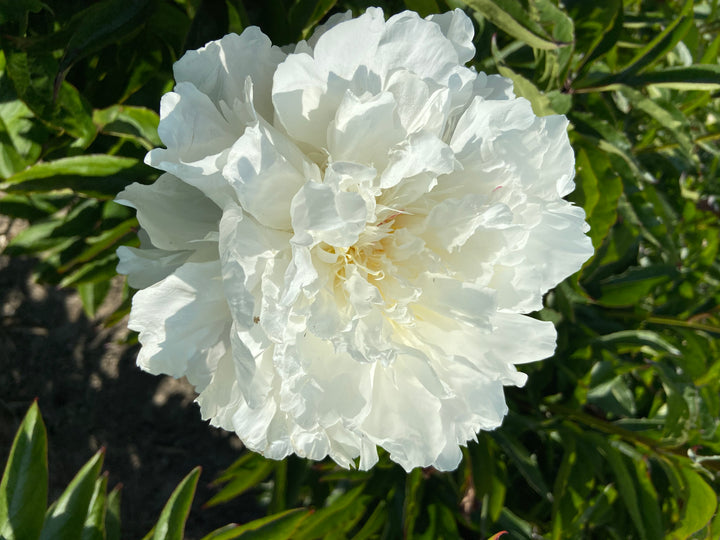 Paeonia Shirley Temple