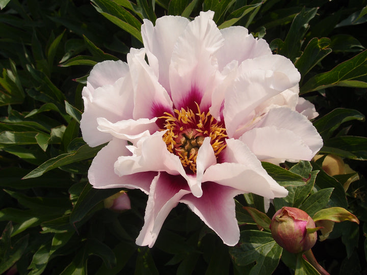Paeonia Itoh ‘Cora Louise’