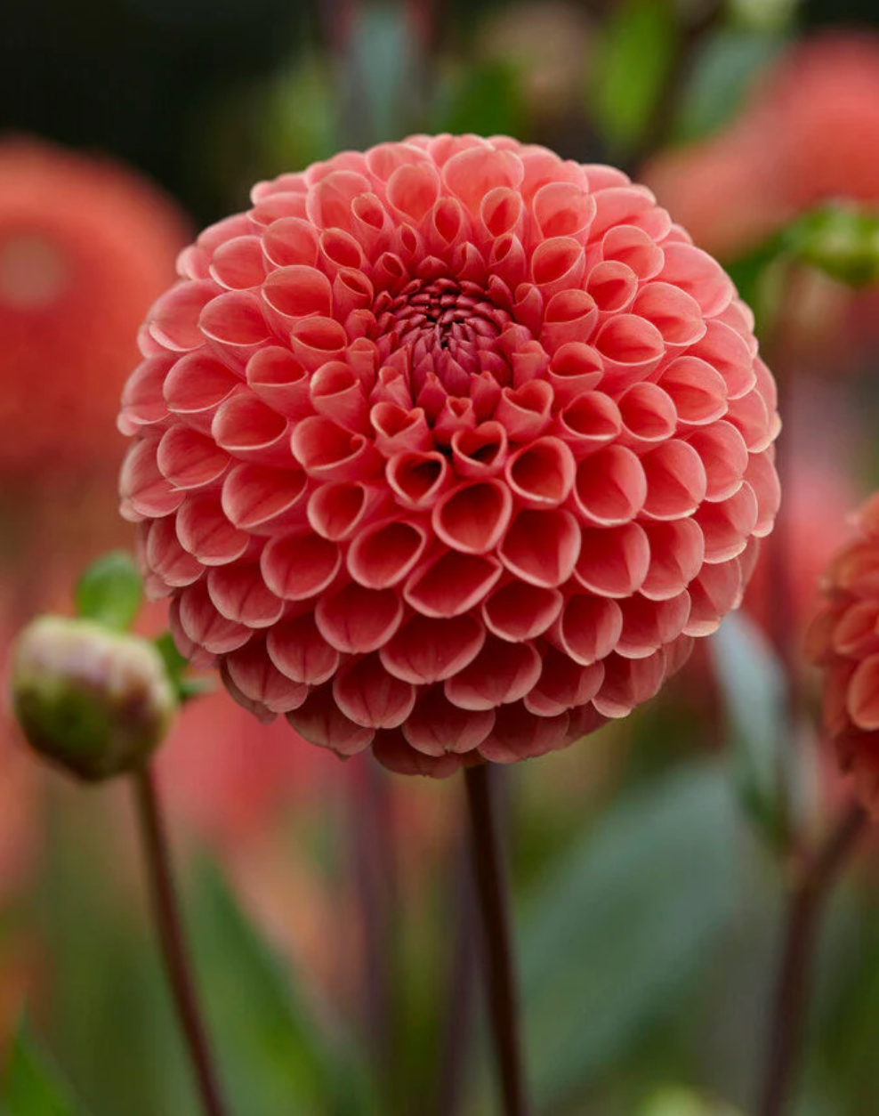 FORHÅNDSBESTILL - Dahlia 'Cornel Brons'