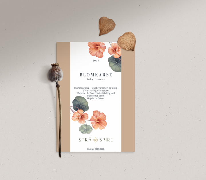 Blomkarse ‘Baby Orange’