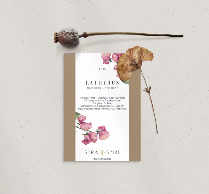 Lathyrus ‘Mammoth Deep Rose’