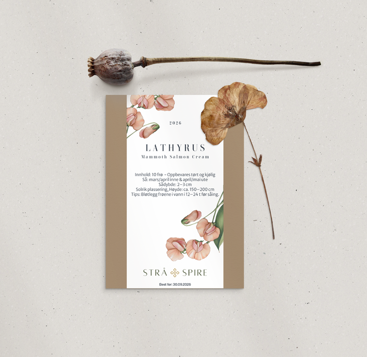 Lathyrus ‘Mammoth Salmon Cream’