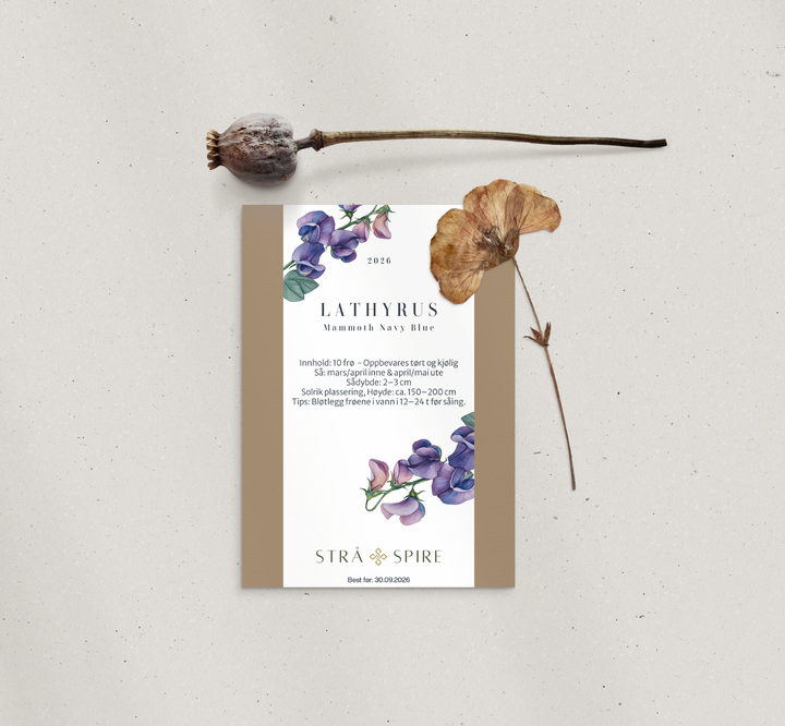 Lathyrus ‘Mammoth Navy Blue’